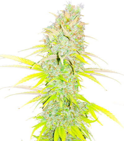 Сорт Candy Kush Fast Version fem (Easy Grow Seeds) Сорт Candy Kush Fast Version fem (Easy Grow Seeds)
