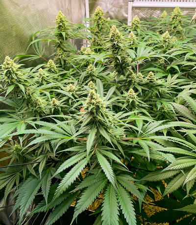 Сорт Gorilla Glue #4 Fast Version fem (Easy Grow Seeds) Сорт Gorilla Glue #4 Fast Version fem (Easy Grow Seeds) — изображение 4