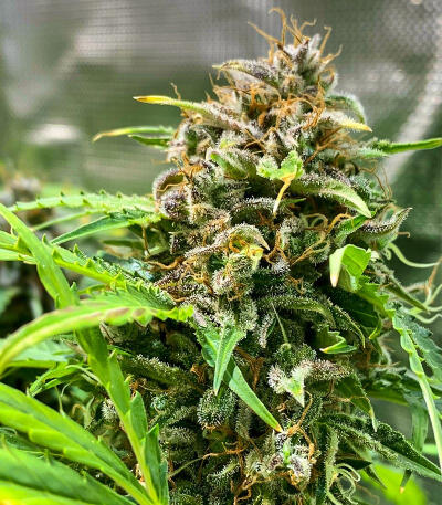 Сорт Gorilla Glue #4 Fast Version fem (Easy Grow Seeds) Сорт Gorilla Glue #4 Fast Version fem (Easy Grow Seeds) — изображение 5