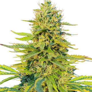 Сорт Gorilla Glue #4 Fast Version fem (Easy Grow Seeds) Сорт Gorilla Glue #4 Fast Version fem (Easy Grow Seeds)