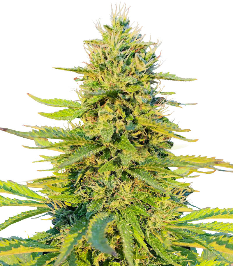 Сорт Gorilla Glue #4 Fast Version fem (Easy Grow Seeds) Сорт Gorilla Glue #4 Fast Version fem (Easy Grow Seeds)
