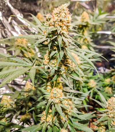Сорт Gummy Skunk Fast Version fem (Easy Grow Seeds) Сорт Gummy Skunk Fast Version fem (Easy Grow Seeds) — изображение 3