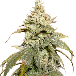 Сорт Gummy Skunk Fast Version fem (Easy Grow Seeds)