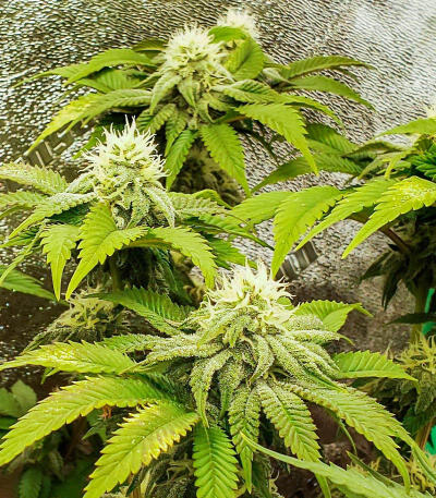 Сорт Watermelon Zkittlez Fast Version fem (Easy Grow Seeds) Сорт Watermelon Zkittlez Fast Version fem (Easy Grow Seeds) — изображение 3