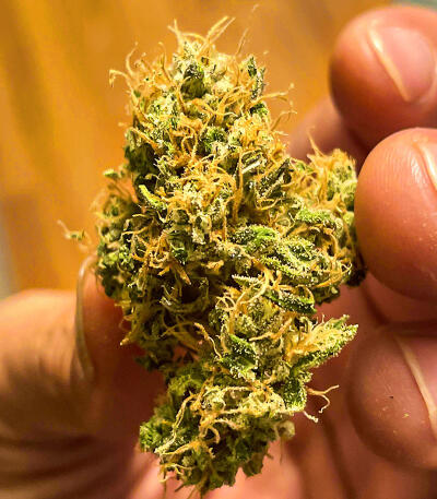 Сорт Watermelon Zkittlez Fast Version fem (Easy Grow Seeds) Сорт Watermelon Zkittlez Fast Version fem (Easy Grow Seeds) — изображение 4