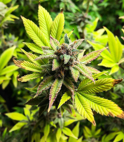 Сорт Watermelon Zkittlez Fast Version fem (Easy Grow Seeds) Сорт Watermelon Zkittlez Fast Version fem (Easy Grow Seeds) — изображение 5