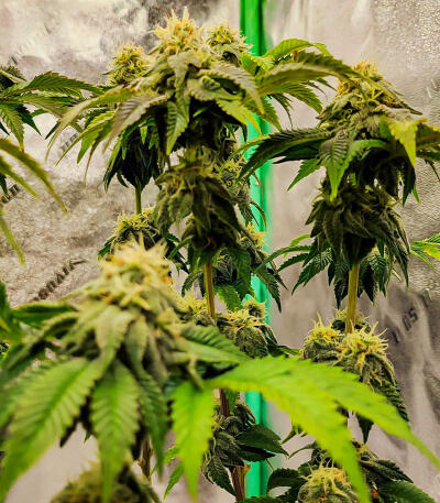 Сорт Watermelon Zkittlez Fast Version fem (Easy Grow Seeds) Сорт Watermelon Zkittlez Fast Version fem (Easy Grow Seeds) — изображение 6