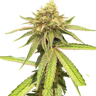 Сорт Watermelon Zkittlez Fast Version fem (Easy Grow Seeds)