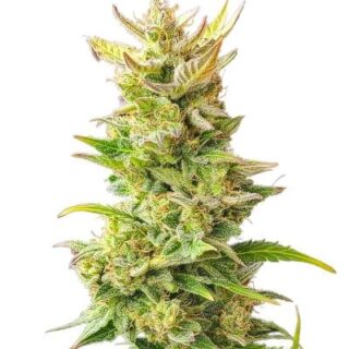 Сорт Baby Runtz Autoflower fem (Easy Grow Seeds) Сорт Baby Runtz Autoflower fem (Easy Grow Seeds)
