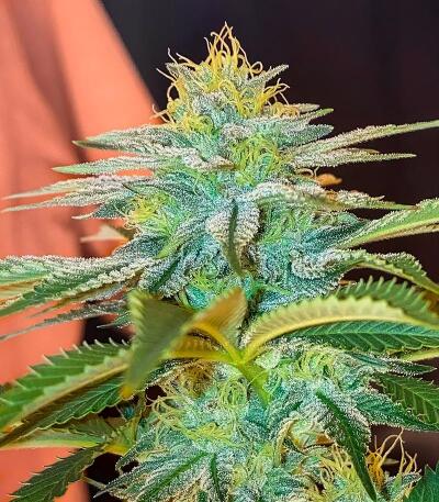Сорт Gorilla 4 Autoflower fem (Easy Grow Seeds) Сорт Gorilla 4 Autoflower fem (Easy Grow Seeds) — изображение 3