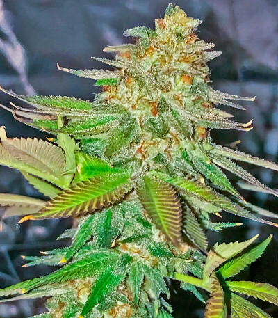 Сорт Gorilla 4 Autoflower fem (Easy Grow Seeds) Сорт Gorilla 4 Autoflower fem (Easy Grow Seeds) — изображение 4