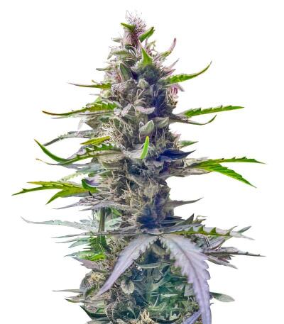 Сорт Gorilla 4 Autoflower fem (Easy Grow Seeds) Сорт Gorilla 4 Autoflower fem (Easy Grow Seeds)