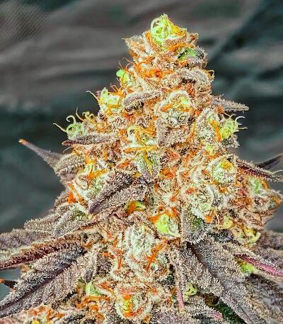 Сорт La Calma Autoflower fem (Easy Grow Seeds) Сорт La Calma Autoflower fem (Easy Grow Seeds) — изображение 3