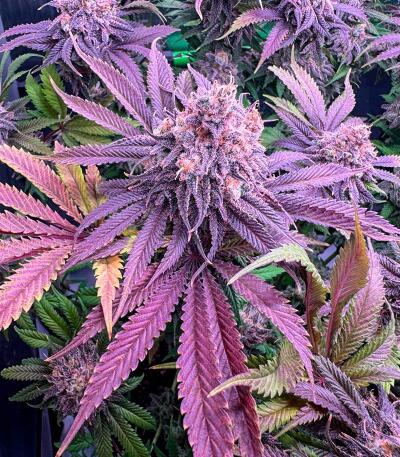 Сорт Booberry Cookies RBX fem (Ethos Genetics) Сорт Booberry Cookies RBX fem (Ethos Genetics) — изображение 3