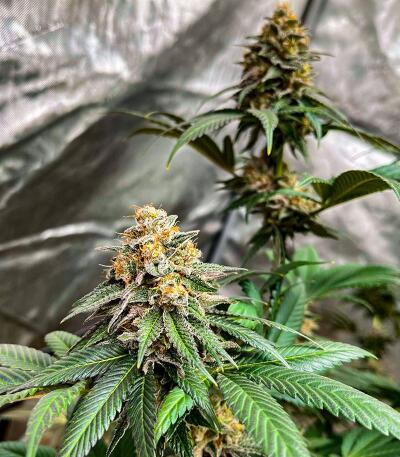 Сорт Booberry Cookies RBX fem (Ethos Genetics) Сорт Booberry Cookies RBX fem (Ethos Genetics) — изображение 5