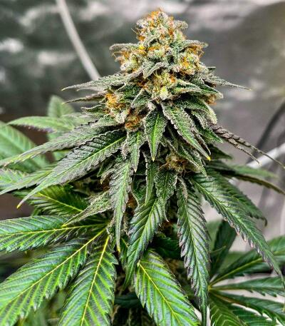 Сорт Booberry Cookies RBX fem (Ethos Genetics) Сорт Booberry Cookies RBX fem (Ethos Genetics) — изображение 2