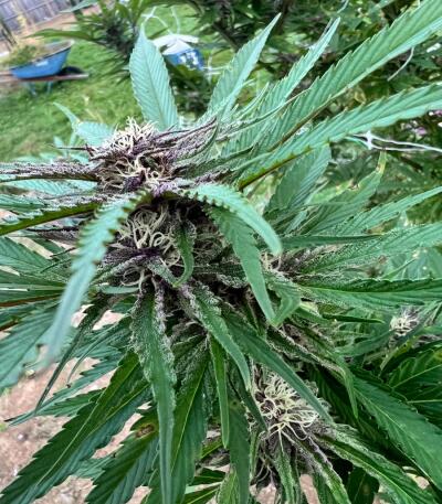 Сорт Booberry Cookies RBX fem (Ethos Genetics) Сорт Booberry Cookies RBX fem (Ethos Genetics) — изображение 6