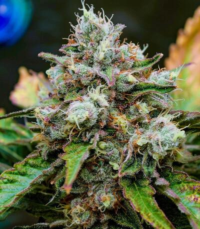 Сорт Booberry Cookies RBX fem (Ethos Genetics) Сорт Booberry Cookies RBX fem (Ethos Genetics) — изображение 4