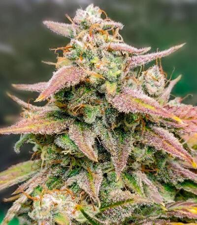 Сорт Bubble Gummy Auto fem (Ethos Genetics) Сорт Bubble Gummy Auto fem (Ethos Genetics) — изображение 2