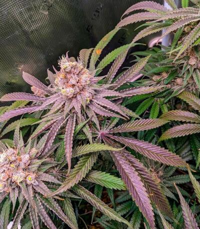 Сорт Mac n’ Jack R1 fem (Ethos Genetics) Сорт Mac n’ Jack R1 fem (Ethos Genetics) — изображение 2
