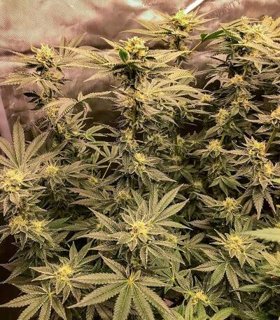 Сорт Punchberry Cookies RBX fem (Ethos Genetics) Сорт Punchberry Cookies RBX fem (Ethos Genetics) — изображение 3
