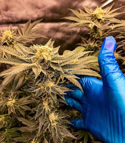 Сорт Punchberry Cookies RBX fem (Ethos Genetics) Сорт Punchberry Cookies RBX fem (Ethos Genetics) — изображение 4