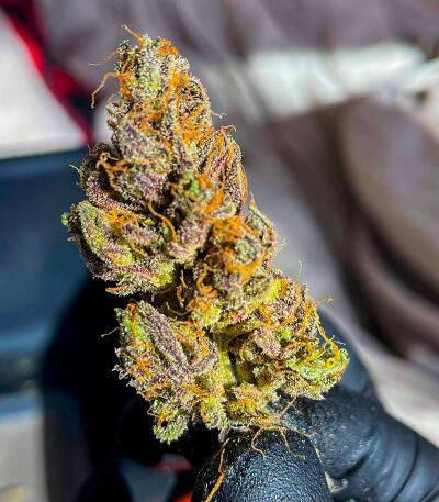Сорт Punchberry Cookies RBX fem (Ethos Genetics) Сорт Punchberry Cookies RBX fem (Ethos Genetics) — изображение 5